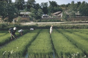 As the field of U.S. diplomacy changed, NEF expanded its work into Asia. Working at an institution-building local level, NEF projects became the building blocks for agricultural collectives. Rice farming in Chejudo (now Jeju Province), South Korea, 1962.