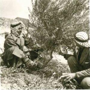 Olive tree-planting projects in Jordan and Lebanon in the 1960s foreshadowed NEF's current Olive Oil Without Borders project, a collaboration with the U.S. Agency for International Development in Israel and the Palestinian territories.