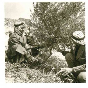Two men planting olives as part of a Near East Foundation project in Jordan in the 1960s.