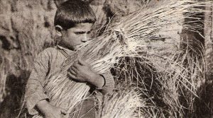 Boy with wheat harvest at Rodosto farming colony
